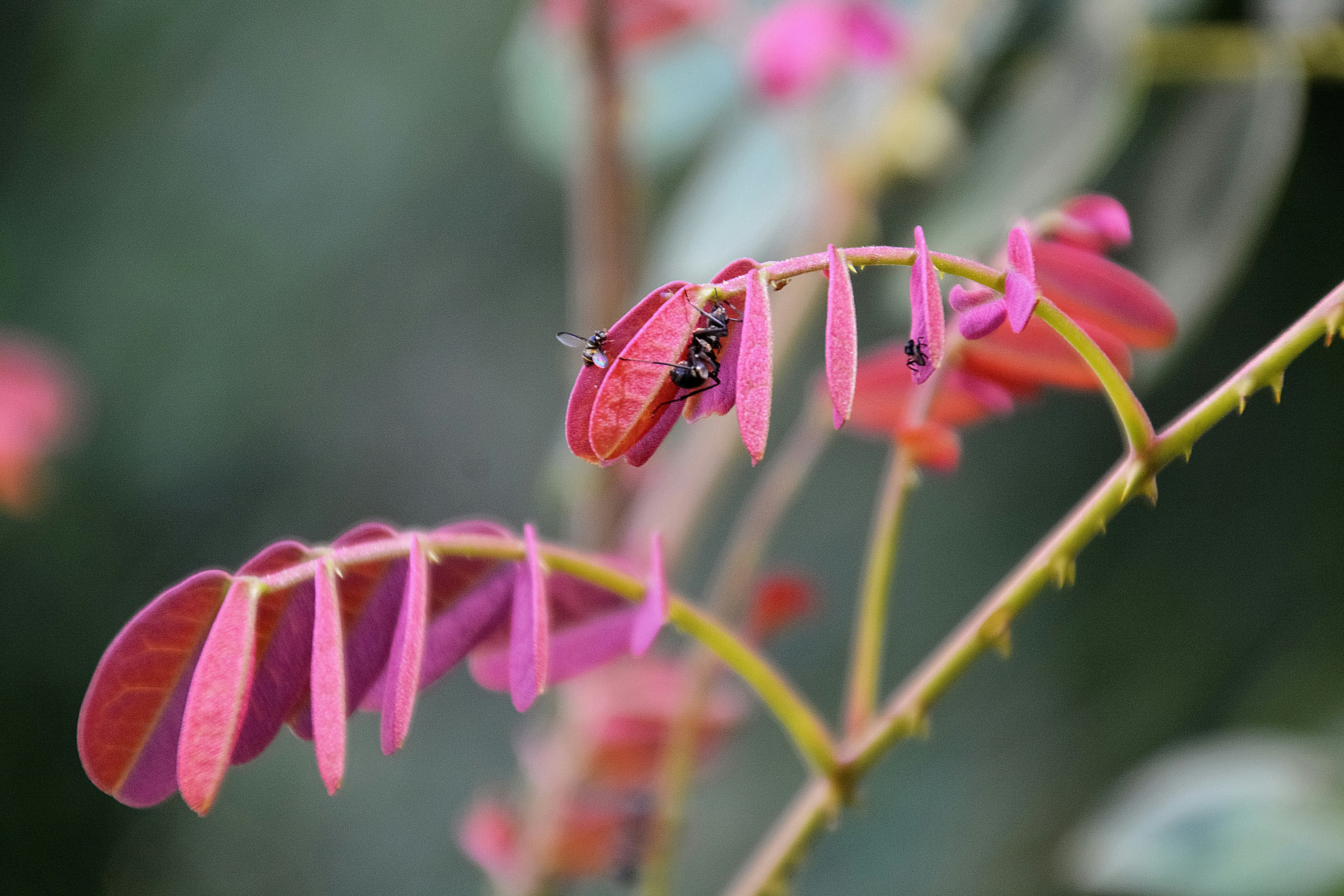 brown bug on pink flower